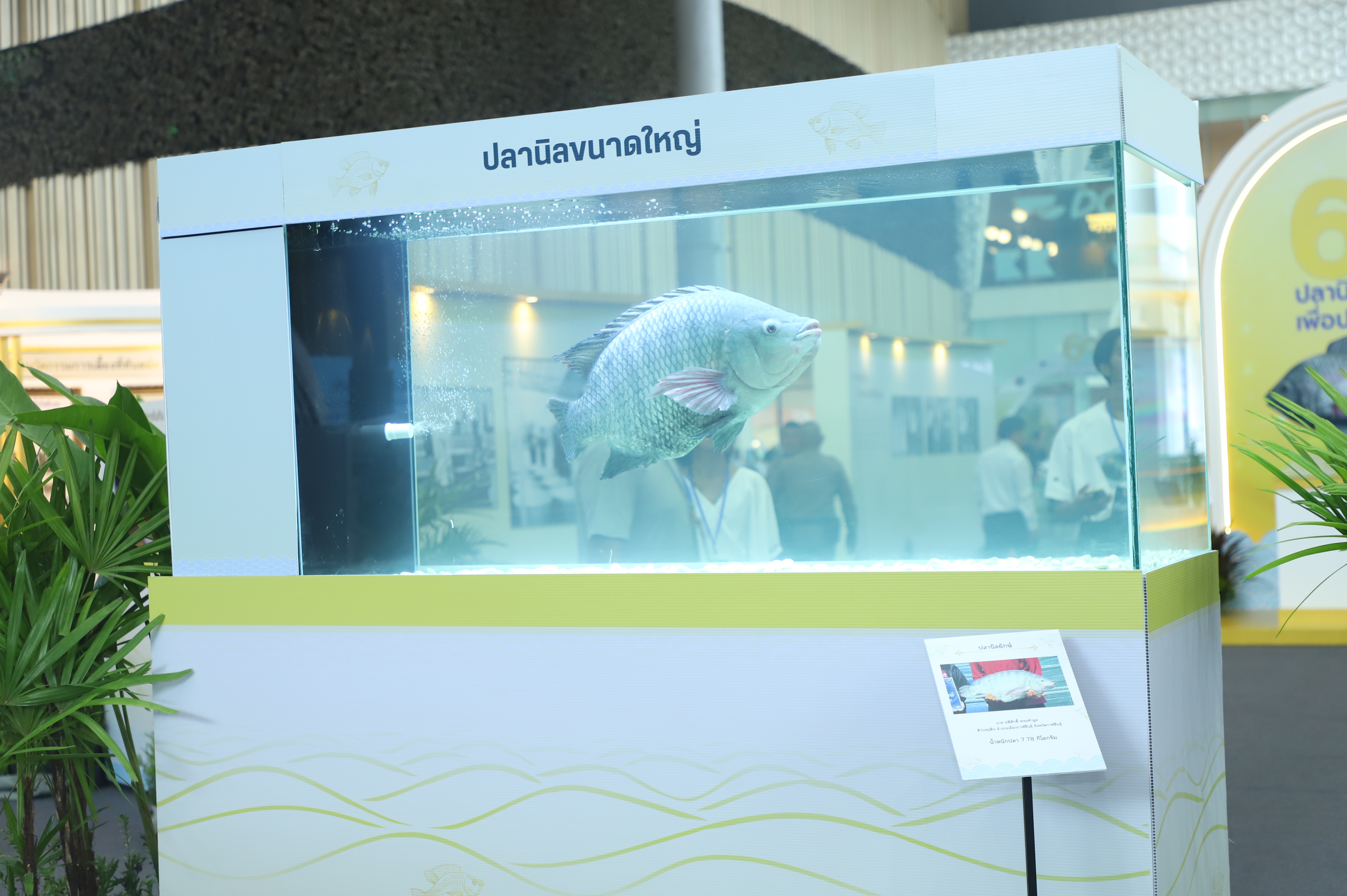 title - เลขาฯ ส.ป.ก. เฝ้ารับเสด็จ สมเด็จพระกนิษฐาธิราชเจ้า กรมสมเด็จพระเทพรัตนราชสุดาฯ สยามบรมราชกุมารี ทรงเป็นองค์ประธานเปิดงาน 60 ปี ปลานิลพระราชทาน เพื่อปวงชนชาวไทย